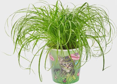 Котешка трева 12 см 